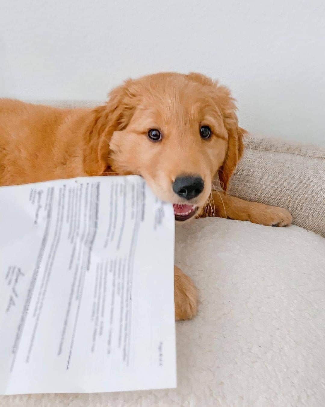 8crapさんのインスタグラム写真 - (8crapInstagram)「Excubse me hooman I fink you got a mail - Want to get featured like her? Join “The Barked Club” on FACEBOOK and post something now! 👉 barked.com - 📷 @winniethegoldenpupper - #TheBarkedClub #barked #dog #doggo #puppy #pupper #GoldenRetriever #GoldenRetrieverPuppy」12月27日 2時00分 - barked