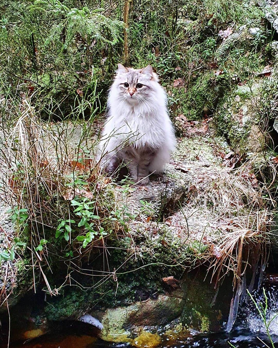 Floraのインスタグラム：「I call this portrait "Floof in frost" by Flora 😹#catsoﬁnstagram #summer#cat#igcutest_animals #cat_features #cutepetclub #fluffypack #katt #bestmeow  #weeklyfluff #meow #AnimalAddicts #kittycat #cat #cats #kitten #kittens #kawaii #instacat #calico #neko #winter #december #2020 #sibiriskkatt #siberiancat」