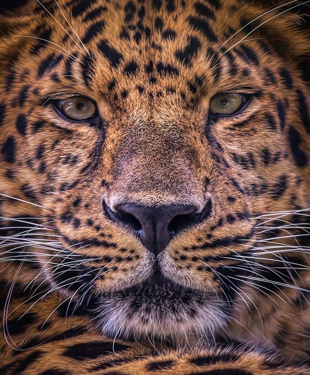 San Diego Zooさんのインスタグラム写真 - (San Diego ZooInstagram)「"𝐶ℎ𝑒𝑟𝑖𝑠ℎ 𝑡ℎ𝑒 𝑛𝑎𝑡𝑢𝑟𝑎𝑙 𝑤𝑜𝑟𝑙𝑑, 𝑏𝑒𝑐𝑎𝑢𝑠𝑒 𝑦𝑜𝑢'𝑟𝑒 𝑎 𝑝𝑎𝑟𝑡 𝑜𝑓 𝑖𝑡 𝑎𝑛𝑑 𝑦𝑜𝑢 𝑑𝑒𝑝𝑒𝑛𝑑 𝑜𝑛 𝑖𝑡." - Sir David Attenborough  #Caturday #AmurLeopard #SanDiegoZoo   📷 Gregory Asaro」12月27日 3時10分 - sandiegozoo