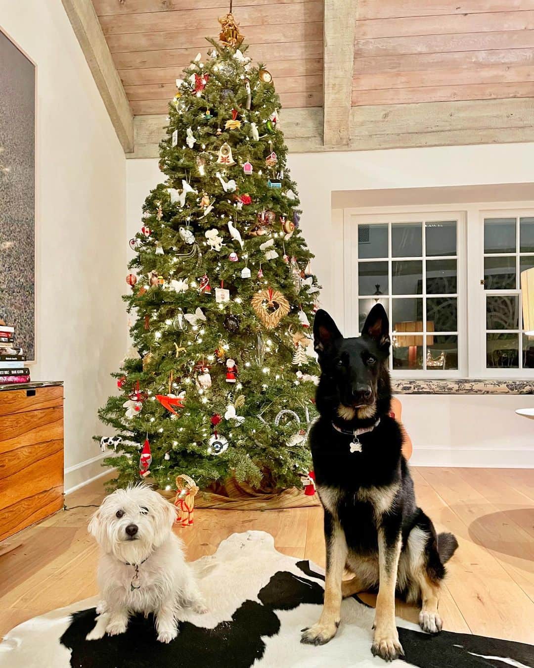 サラ・ラファティさんのインスタグラム写真 - (サラ・ラファティInstagram)「Merry Christmas everyone. And four hearty welcomes (and one slightly less hearty (pictured)) to Cookie. Nothing beats another set of soulful dog eyes to peer into to make everyday feel like Christmas. Thank you @barknbitches for inviting us to foster and adopt her. #rupertandcookie #rescuedogs #rescuedogsofinstagram」12月27日 3時19分 - iamsarahgrafferty