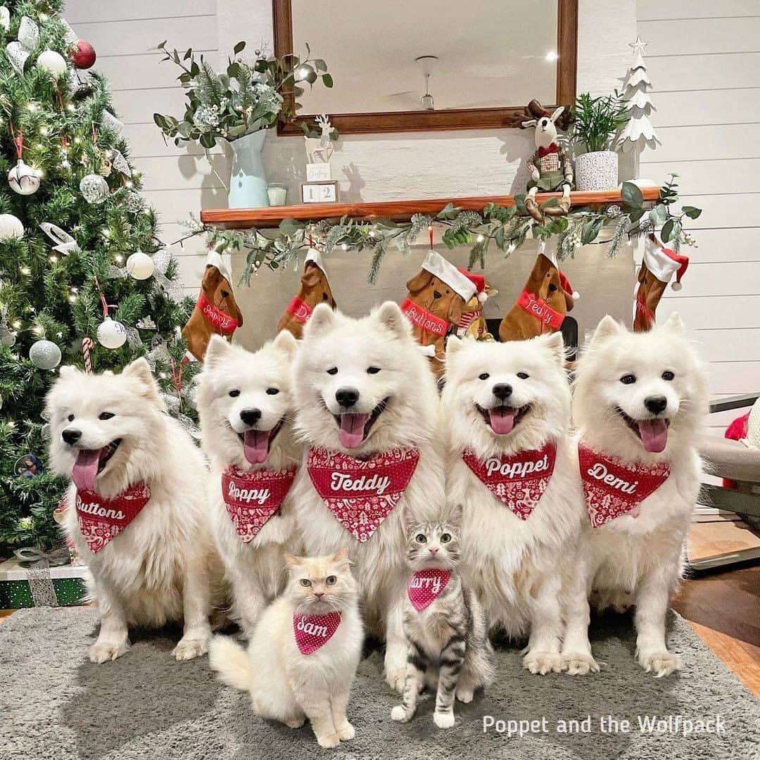 8crapさんのインスタグラム写真 - (8crapInstagram)「The cloud bois and girls wish you had a wonderful Christmas 😝 - 📷 @miss_poppet_the_samoyed - #barked #dog #doggo #Samoyed #Samoyeds」12月27日 4時00分 - barked