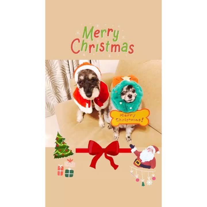 箕田 みなみのインスタグラム：「25日のクリスマスは🎄お家でワンコ達とゆっくりと😌🎄🐶💓✨ 今年は旅行とかに気軽に行けないけど、ゆっくりお家で過ごせるからこれはこれで好き😚❤️ ・ ・ #クリスマス #お家ディナー #お家でクリスマス #愛犬 #愛犬家 #親バカ部 #犬バカ部」