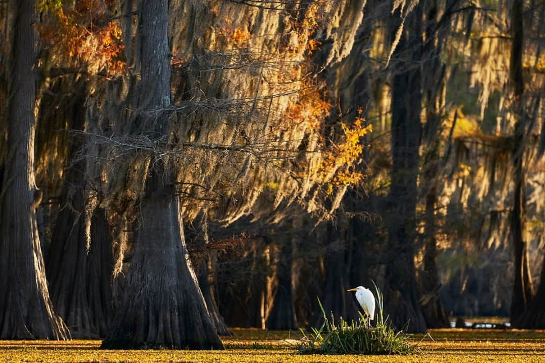 National Geographic Travelさんのインスタグラム写真 - (National Geographic TravelInstagram)「Photo by Matt Borowick @mborowick / A great egret basks in the sunset light at Caddo Lake, Texas. These birds are some of the most majestic that I’ve had the opportunity to photograph. It’s a gift to see them in person. Follow @mborowick for more pictures like this. #nature #Texas #adventure #wilderness #Louisiana」12月27日 4時36分 - natgeotravel