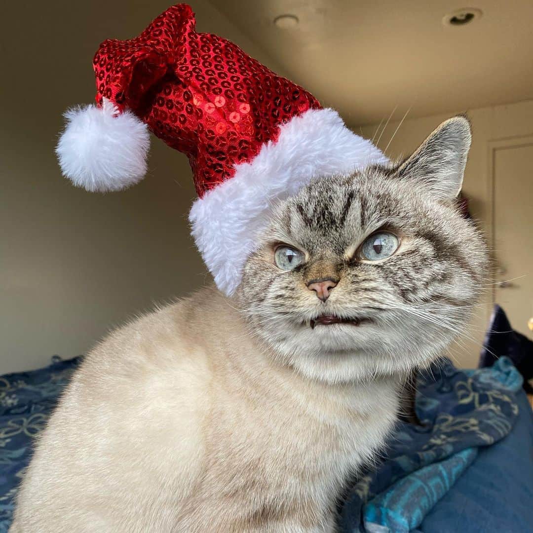 Lokiさんのインスタグラム写真 - (LokiInstagram)「More holiday cheer 😂❤️🌈#happyholidays #merrychristmas #cats #catsofinstagram #catsoninstagram」12月27日 4時44分 - loki_kitteh