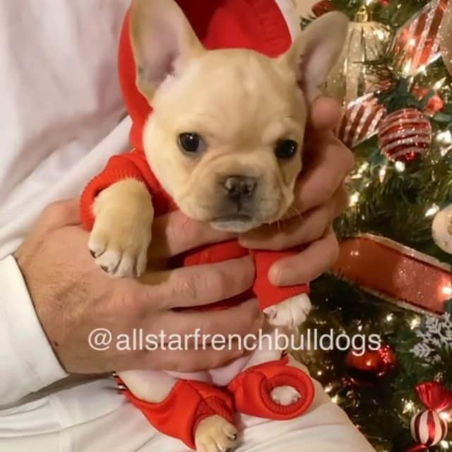 French Bulldogのインスタグラム