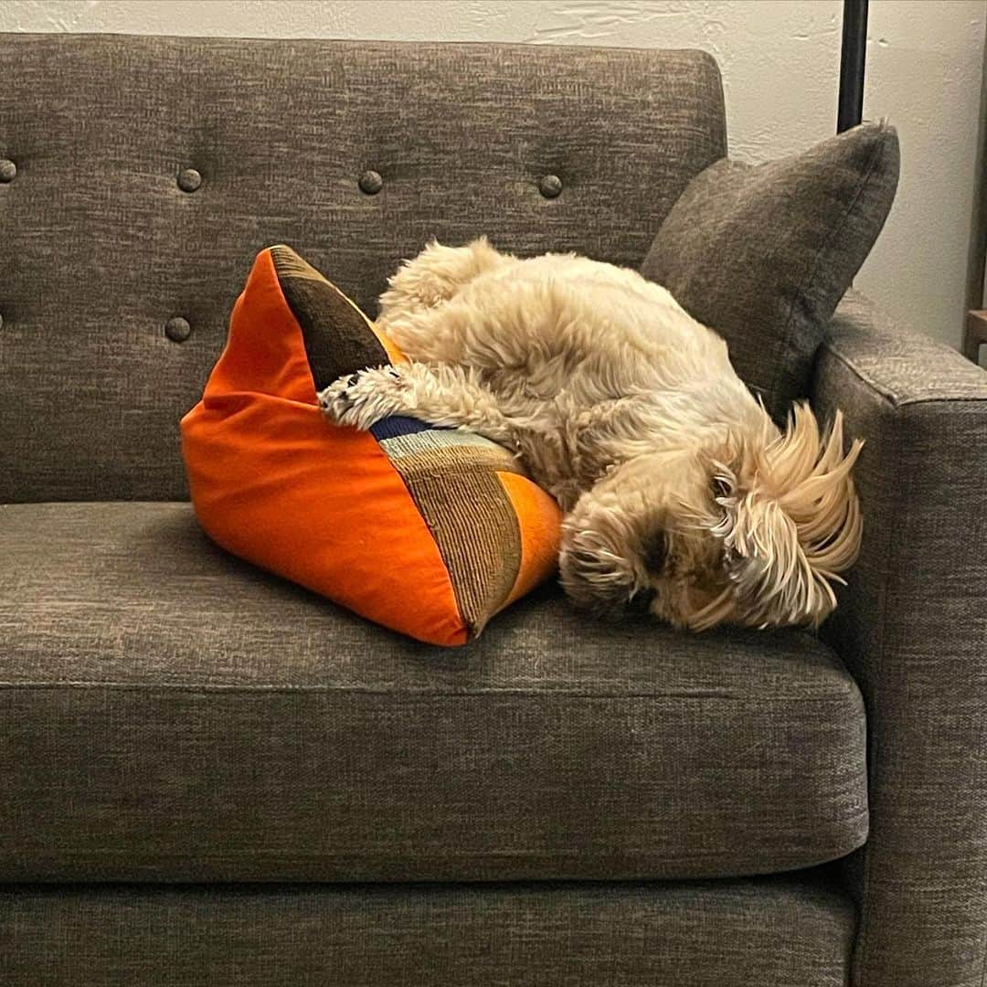 Dougie the Shih Tzuのインスタグラム：「The day after.」