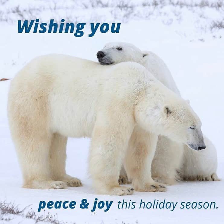 Polar Bearsさんのインスタグラム写真 - (Polar BearsInstagram)「Wishing you a peaceful weekend ✨ @polarbearsinternational」12月27日 7時09分 - polar.bears