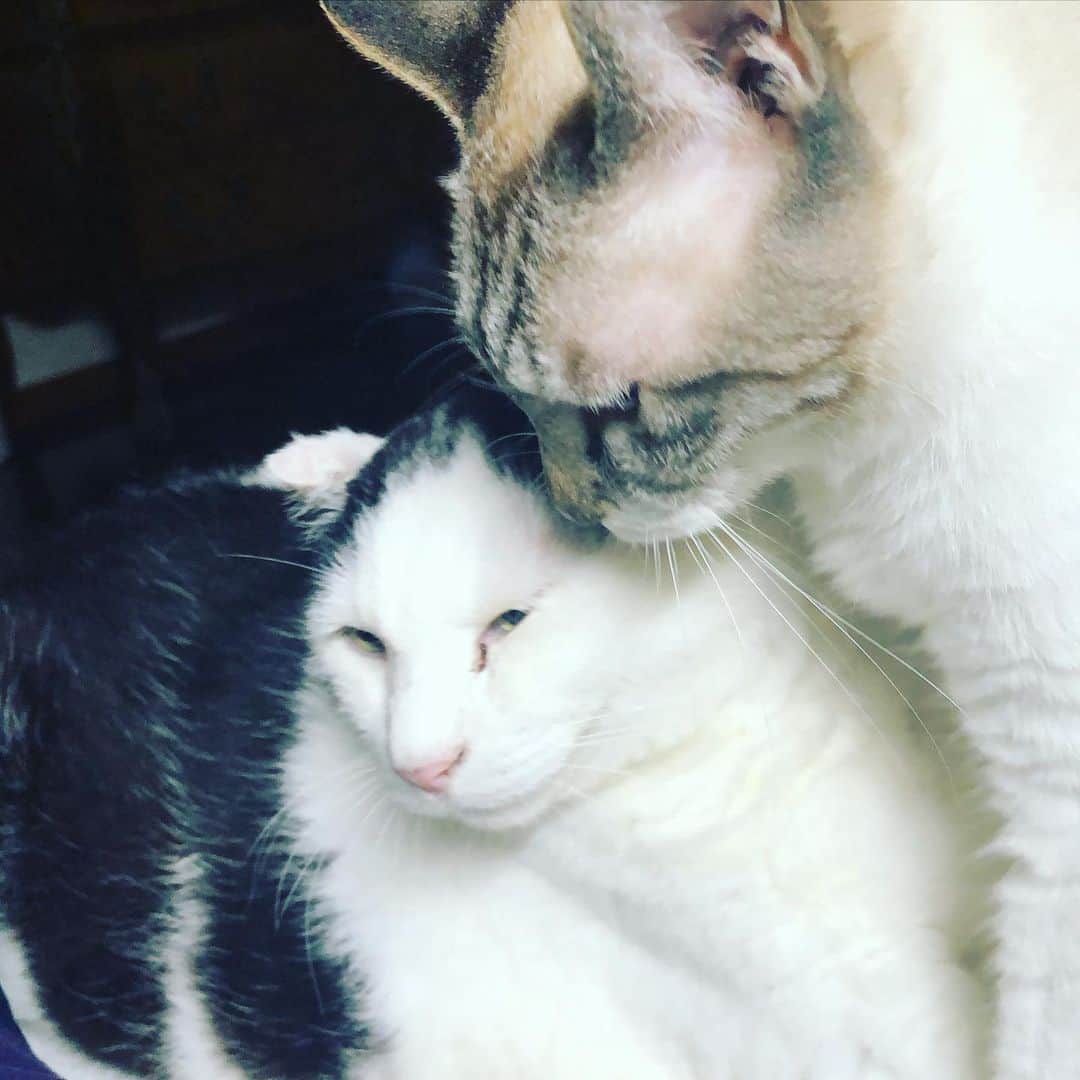 町田康のインスタグラム：「コスパ、コスパ。」
