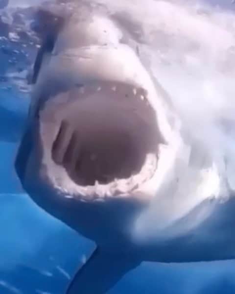WildLifeのインスタグラム：「🎥 by @jalilnajafov  . . #sharks #shark #greatwhitesharks」