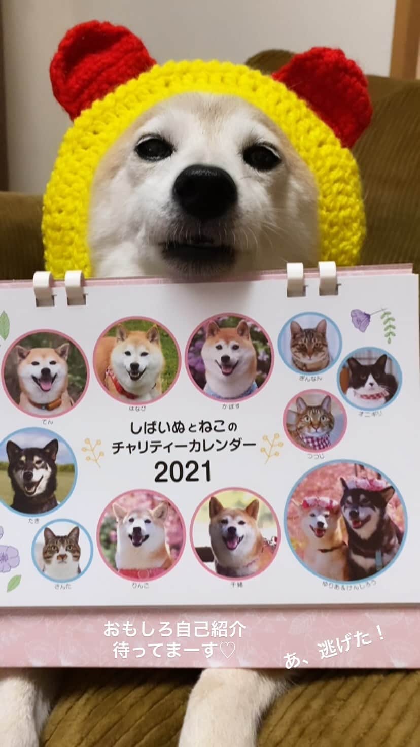 柴犬 けんしろう ゆりあのインスタグラム：「【チャリカレと一緒】大募集❤️ . けんゆりインスタでも #チャリカレと一緒 を大募集します！ 「しばいぬとねこのチャリティーカレンダー2021」と一緒に、みなさんのかわいい愛犬愛猫ちゃんのお写真を撮って頂き、おもしろ自己紹介を交えながら、けんゆりストーリーズで紹介させて頂きます❤️  ご参加くださる方は #チャリカレと一緒 のタグをつけてお写真を投稿頂けたら、私の方から自己紹介どんな風にします〜？の連絡をします📩 もしくは、DMにてチャリカレと一緒に参加したいと連絡頂けましたら、私の方からお写真と自己紹介はどうします〜？の連絡をします📩  自己紹介内容はハイライトの「チャリカレと一緒」を参考にしてくださいませ😘ちょっとおふざけがすぎますが(笑)  本日はさっそくDMをくださった春太郎くん @shibainushuntaro と、クロちゃん @hiroharu1121 の自己紹介をストーリーズに載せさせていただきました❤️ . チャリカレメンバーのblogでのお写真ご応募もはじまってます！ @meekoo さんのプロフィールのリンクから応募できます❤️ . . #元保護犬 #保護犬を家族に  #しばいぬとねこのチャリティーカレンダー  #しばいぬとねこのチャリティーカレンダー2021  #カレンダーはまだご購入いただけます」