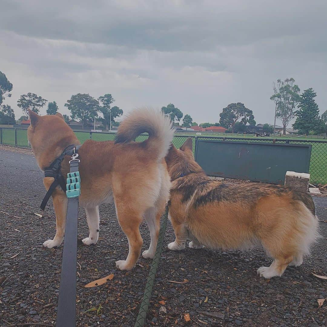 Shibainu Pontaさんのインスタグラム写真 - (Shibainu PontaInstagram)「二匹の散歩なんて贅沢😉❣️  . #melbourne #ponta #shibainu #shiba #柴犬　#メルボルン」12月27日 17時16分 - pontasyk