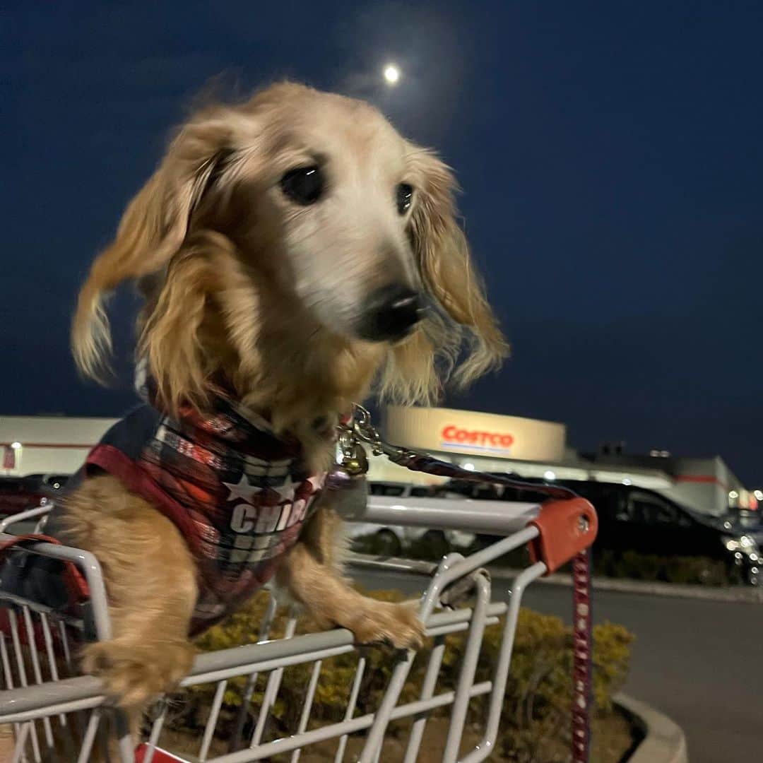 向日葵?のグルメインスタ