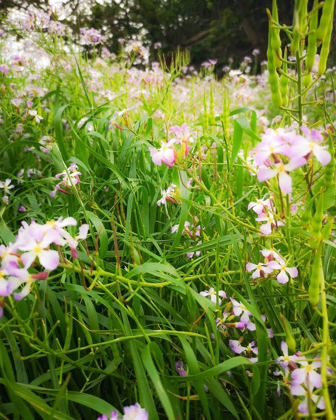 佐々野愛美のインスタグラム：「. . ❁⃘❀ 自然が好き！ . . #ファインダー越しの私の世界  #photo #photography  #flowers #followｍe  #カメラ好きな人と繋がりたい  #カメラ女子 #ささみカメラ  #一眼 #camera #canon」