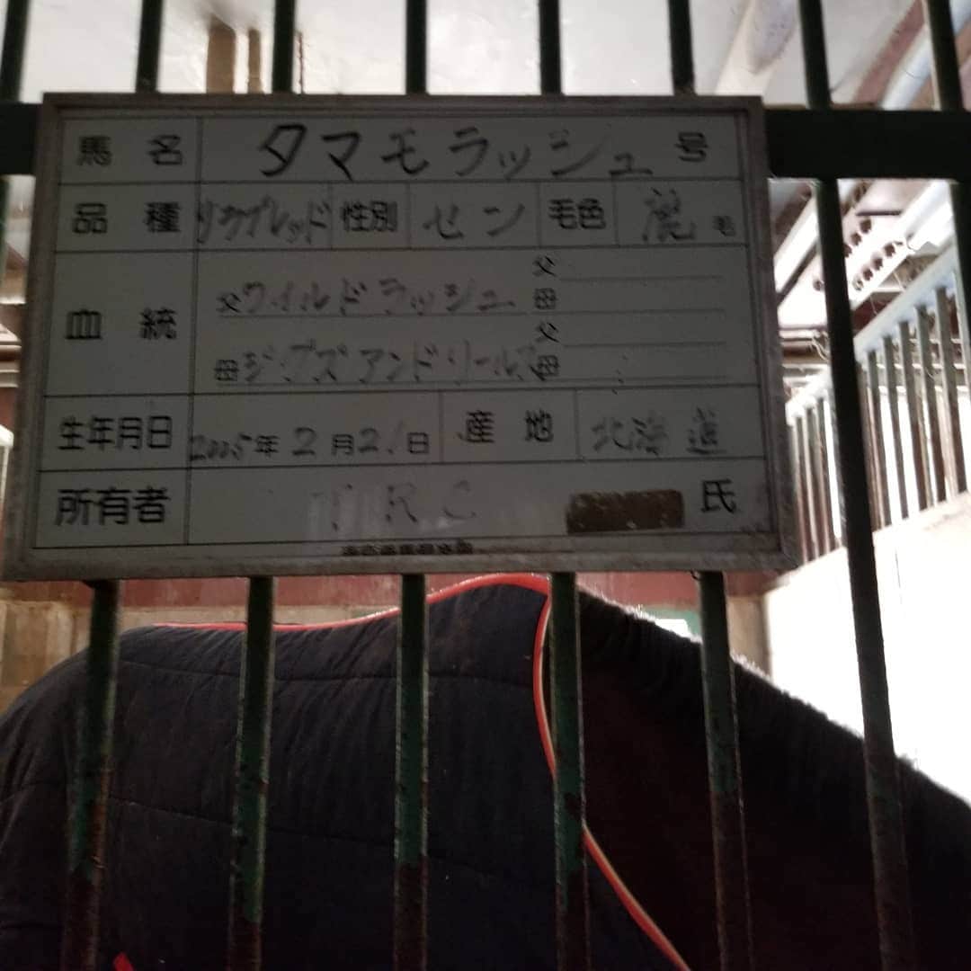 宇月田麻裕さんのインスタグラム写真 - (宇月田麻裕Instagram)「12/25 クリスマス　#乗り納め なんと、たぶん　#東日本大震災ぶりの　#タマモラッシュ　もしかしたら、そのあとも乗ってる？調べてみます。 意外な配馬すぎて、お金支払うの忘れるくらい😁　 たまちゃん、頑張ってくれて、とってもいい子。 私が、馬の動きから、ワンテンポ遅れます。 鐙、内股で踏みすぎて、小指で踏んでます。しかも、右鐙踏めてなく浮いてます。 脚の扶助つかめてきたと思ったけど、感触がいまいちかな。 脚自体、馬体から離れます。 駈歩、何度もトライさせてくれましたが、二歩目が推せず。 タマはやる気！！ 先生のご指導もあり、タマも、しょうがないなー！と。ラスト成功。タマの駈歩気持ちいい❤️ スピードに乗った速歩で、手前もうまくいけた！ 先生とタマのおかげで、満足いく乗り納めになりました☺️ ありがとうございます。 タマ、鼻先いたずらされて、少し嫌がっていて可愛い。」12月27日 17時45分 - mahiro_utsukita