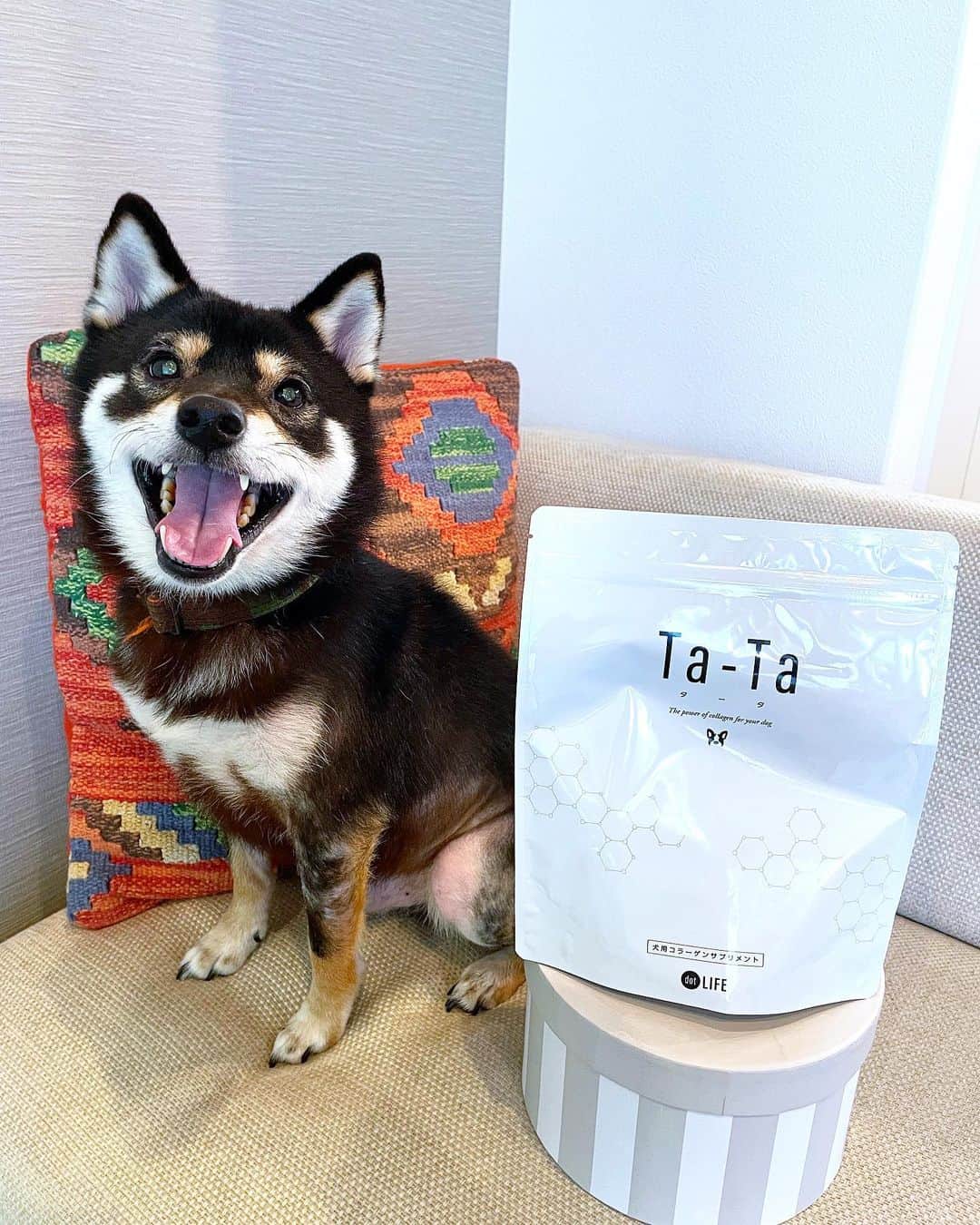 まめ丸のインスタグラム：「* * わー❣️ ぼくもコラーゲンたべられるの🐶❓ * 皮膚•被毛・関節など体を構成する要素の大事な栄養素の非必須アミノ酸。 …なんだけど「これだけ摂取しましょう」という国の基準がないからいつものごはんだと不足しがちなんだって🐶💦 コラーゲンにはその非必須アミノ酸がいっぱいだから、皮膚・被毛・関節の健康が維持できるよ🐶💓 いつものごはんにかけるだけなのでとっても簡単🐶❣️ ※粉を吸いこんじゃったり、飛んじゃうのが気になるときは少量のお水に溶かしてフードにかけてね🐶 * ぼくは小さいころ関節トラブルがあって、今も皮膚がよわいからこれで健康になるといいなー🐶💓 栄養補給によって身体を作り変えていくので2~3ヶ月ほどで健康維持を実感できるよ💪🐶 * 2020/1/11までに定期契約で初回980円👆 なんと一回だけでもOKなんだって🐶❣️ よかったらおためししてみてねー🍀 https://store.the-dot.life/lp?u=ta-ta_lp_igr201217 * @ta_ta.life #タータ#たーた#PR #犬コラーゲン#犬サプリ#美犬#ペット食育#わんこごはん#わんこご飯#犬のいる暮らし#いぬのいるくらし#犬バカ部#いぬすたぐらむ#柴犬#豆柴#柴#黒柴#犬#しばいぬ#shiba」