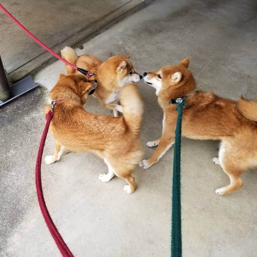 柴犬たま Shibainu Tamaのインスタグラム