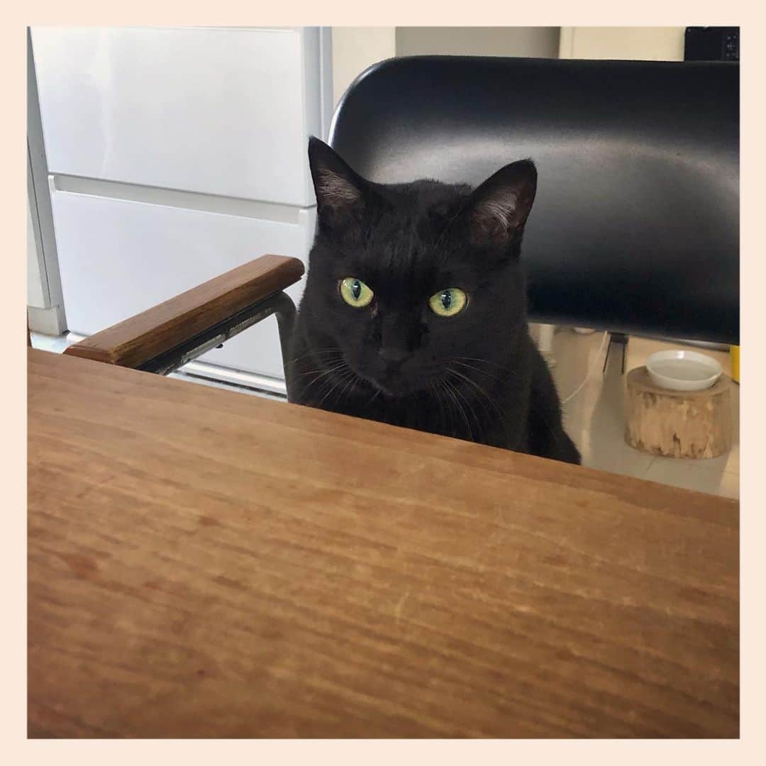 パンといっぴきのインスタグラム：「#元野良猫 #黒猫 #blackcat」