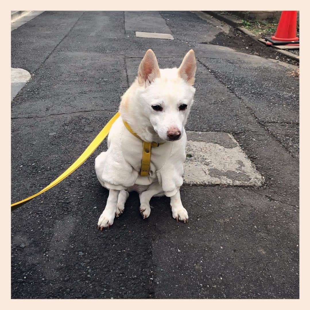 パンといっぴきのインスタグラム：「#元保護犬 #雑種犬 #crossbreed #mixdog #キップル14歳」
