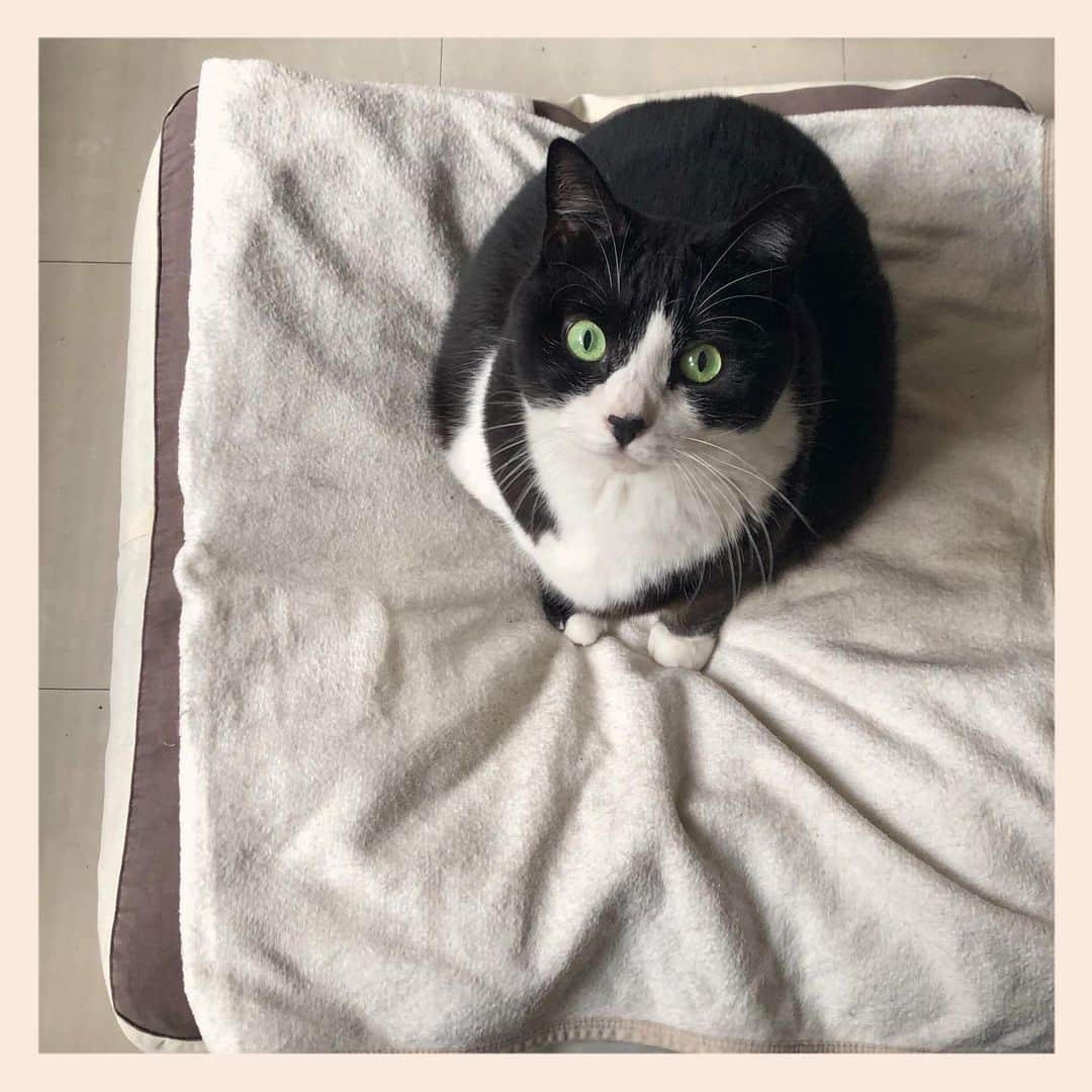 パンといっぴきのインスタグラム：「#元保護猫 #ハチワレ #白黒猫 #blackandwhitecat #tuxedocat」