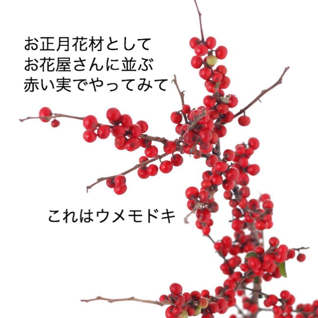 雑誌『花時間』さんのインスタグラム写真 - (雑誌『花時間』Instagram)「おはようございます。お正月🎍といえば、この配色は鉄板ですね！﻿ ﻿ おめでとうの気持ちが﻿ 誰にでも伝わる「紅白」。﻿ ﻿ 小さなグラスを並べたら、﻿ 白い小花と赤い実を﻿ いけ分けていくだけで、 こんなにおしゃれに飾れます。﻿ ﻿ グラスは形がちょっとくらい違っていても大丈夫🙆‍♀️ 違っていたほうが、むしろリズミカルになりそう。 ﻿ 赤い実はウメモドキやセンリョウなら、おめでたさもバツグン。 ﻿ なお、枝ものは﻿ 枝の切り口を割ってから﻿ いけてくださいねー😊﻿ ﻿ 水あげがよくなります。﻿ ﻿ 太い枝は十字に縦にカット✂️。﻿ 細い枝の場合は真ん中に一度、 ✂️を入れるだけで構いません。﻿ ﻿ では、本日も元気smile😊😊😊で、大掃除🧼🧹🧽頑張りましょう💪 by ピーターパン﻿ ﻿ 花 @atelier_rencontrer  写真 @中野博安  3〜5枚めの写真 @tanabe32   #flowers #flowerslovers #flowerstagram #flowerarrangement  #花時間 #花時間2020 #花好き #花藝 #花好きな人と繋がりたい #花が好きな人と繋がりたい #花のある生活 #花のある暮らし #花を飾る #花を飾る生活  #お正月の準備  #お正月のお花  #お正月飾り  #正月準備  #赤い実 #ビタミンf #花屋さんへ行こう   ﻿」12月27日 9時47分 - hanajikan_magazine