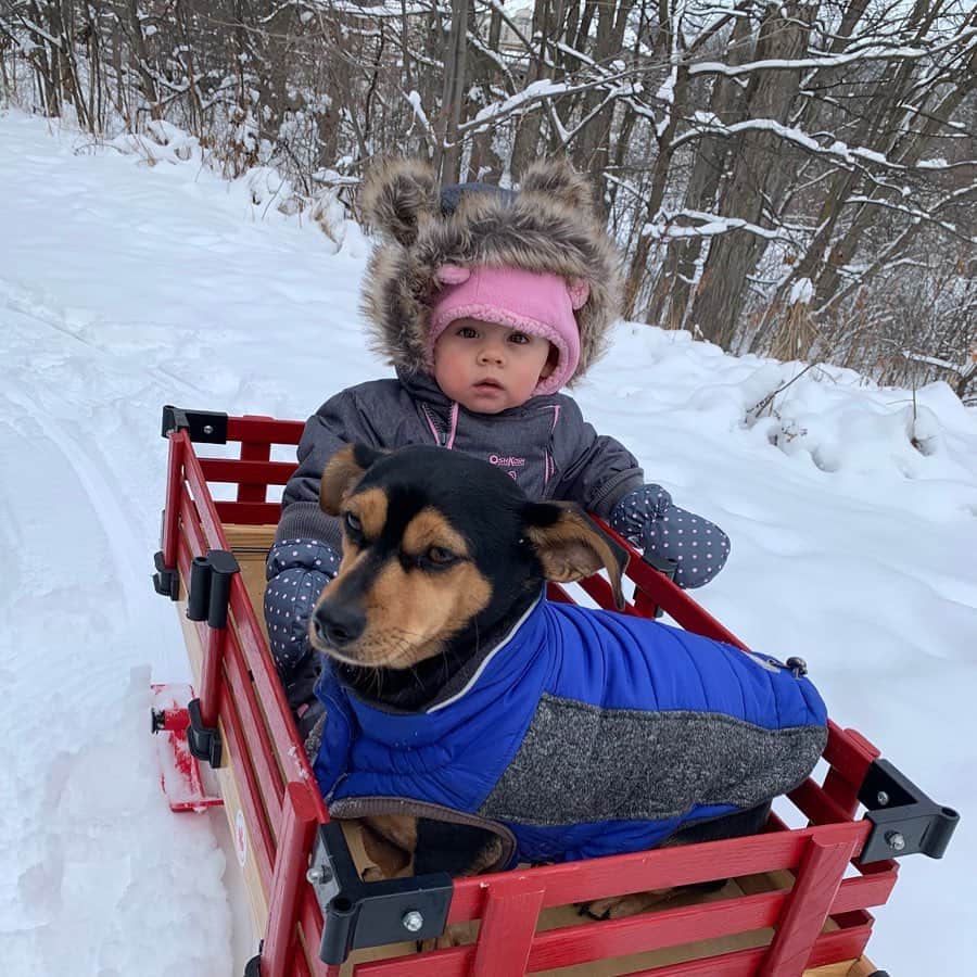 メーガン・デュアメルさんのインスタグラム写真 - (メーガン・デュアメルInstagram)「Just a baby and dog in a wagon to brighten your Boxing Day 🐕 👶 #winterwalks #babiesbestfriend #mootaestillisntsureaboutheryet #koreandog #rescuedog #adoptdontshop #babyanddog」12月27日 9時57分 - meaganduhamel