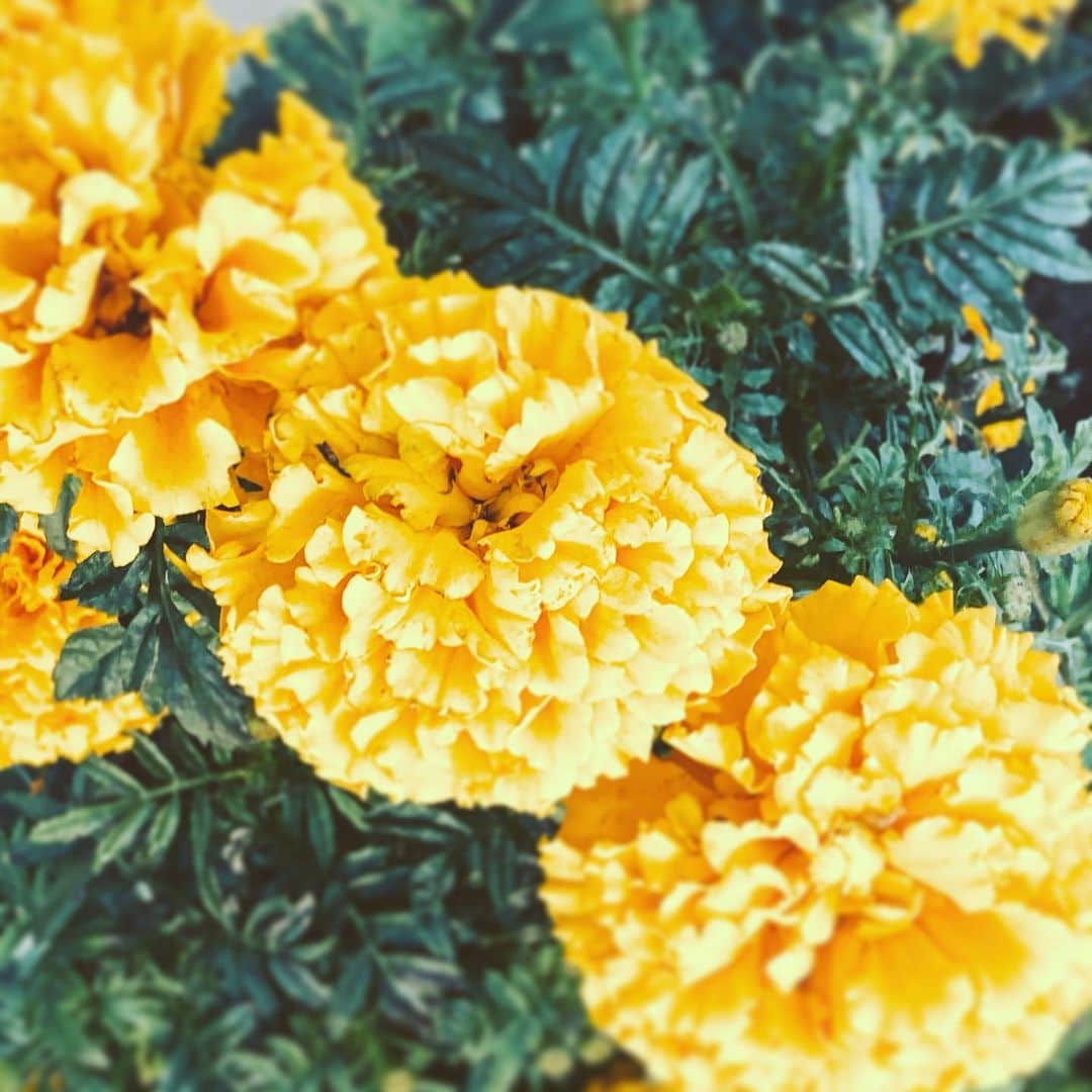 中野敬久さんのインスタグラム写真 - (中野敬久Instagram)「#flowers #flowersoflife #yellow #stay #safe」12月27日 9時58分 - hirohisanakano