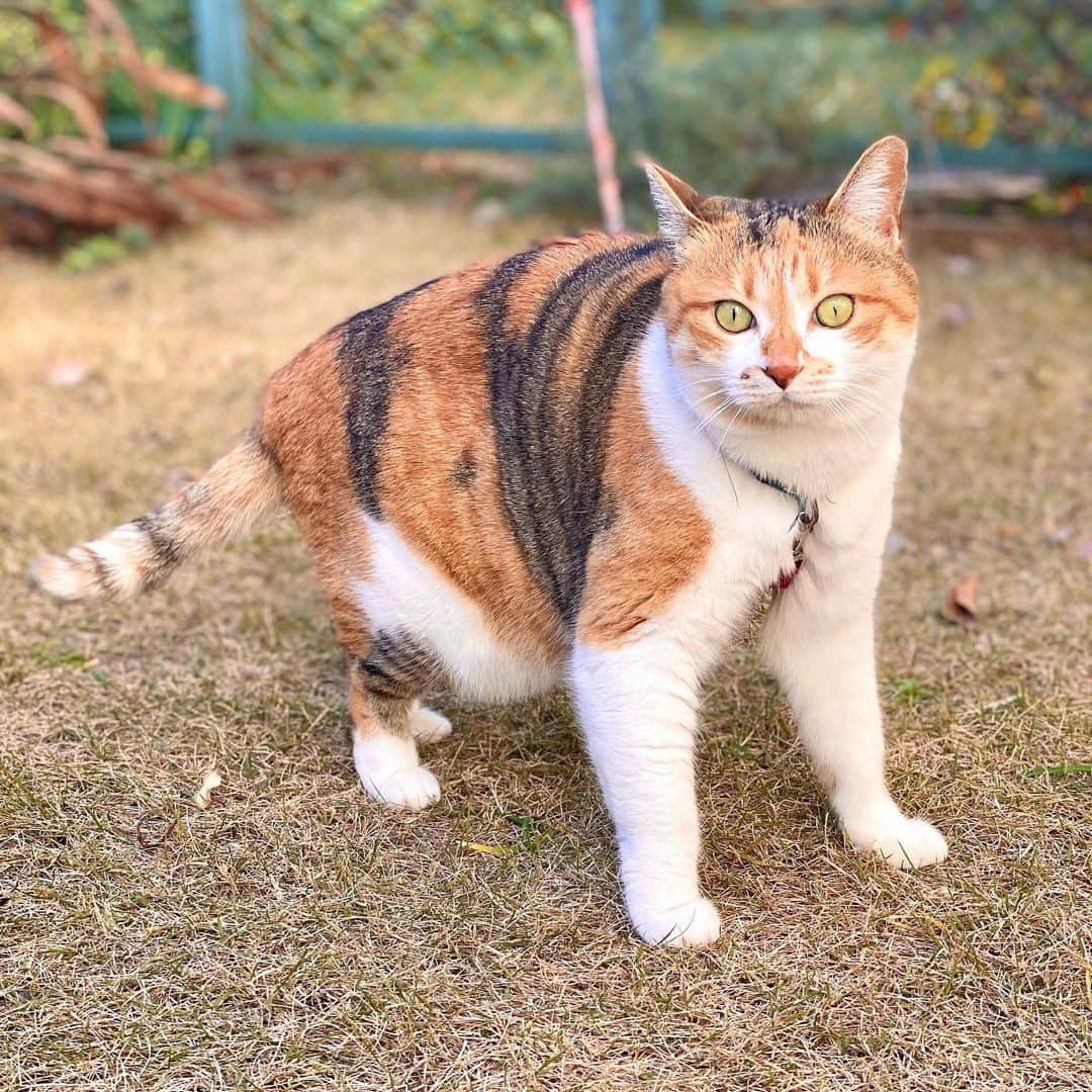 のインスタグラム：「おはよ #ポチ実 #三毛猫」