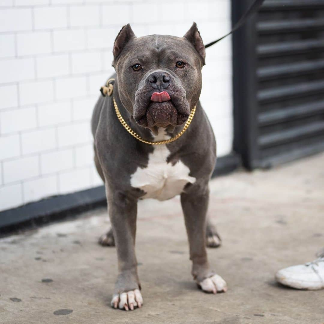 The Dogistさんのインスタグラム写真 - (The DogistInstagram)「Knight, American Bulldog mix (8 y/o), Stanton & Orchard St., New York, NY • “He’s like a cow – he eats grass all day. That’s his great pleasure in life. He’s a landscaper.”」12月27日 10時19分 - thedogist