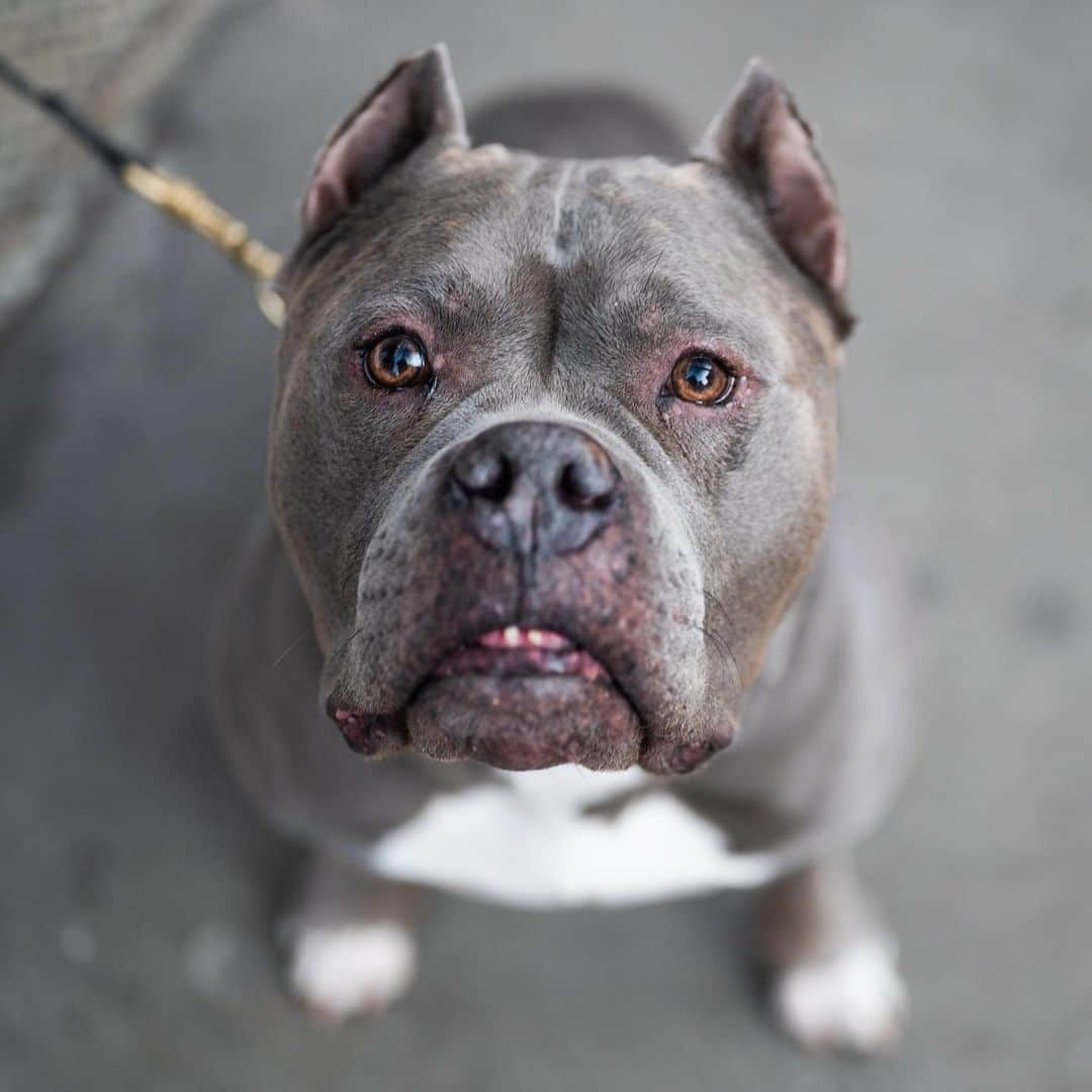 The Dogistさんのインスタグラム写真 - (The DogistInstagram)「Knight, American Bulldog mix (8 y/o), Stanton & Orchard St., New York, NY • “He’s like a cow – he eats grass all day. That’s his great pleasure in life. He’s a landscaper.”」12月27日 10時19分 - thedogist