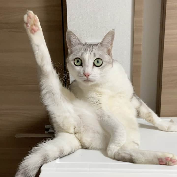 のインスタグラム：「セクシーつるちゃん😻✨ .  #猫 #ねこ #にゃんこ #美猫 #ねこ部 #ふわもこ部 #ねこすたぐらむ #ペコねこ部 #猫好きさんと繋がりたい #にゃんすたぐらむ #cat #neko #instacat #catstagram #instagramcats  #catsconnect #meowbox #picneko #bestmeow #catsofinstagram #meowed #rakutenpet」