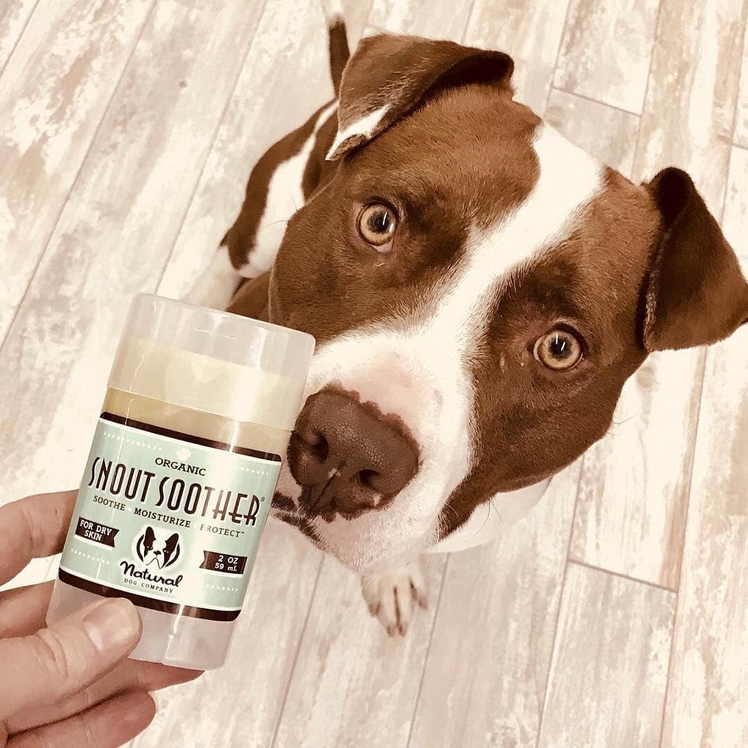 Pit Bull - Fansのインスタグラム：「Tis the season for snout love. Protect & heal dog noses from harsh weather and dry heat with #SnoutSoother. It’s 100% natural, safe to ingest, and recommended by customers and vets all over the world - because it really works! . ⭐ SAVE 20% off @naturaldogcompany with code PITFANS at NaturalDog.com  worldwide shipping  ad 📷: @thewagamama」