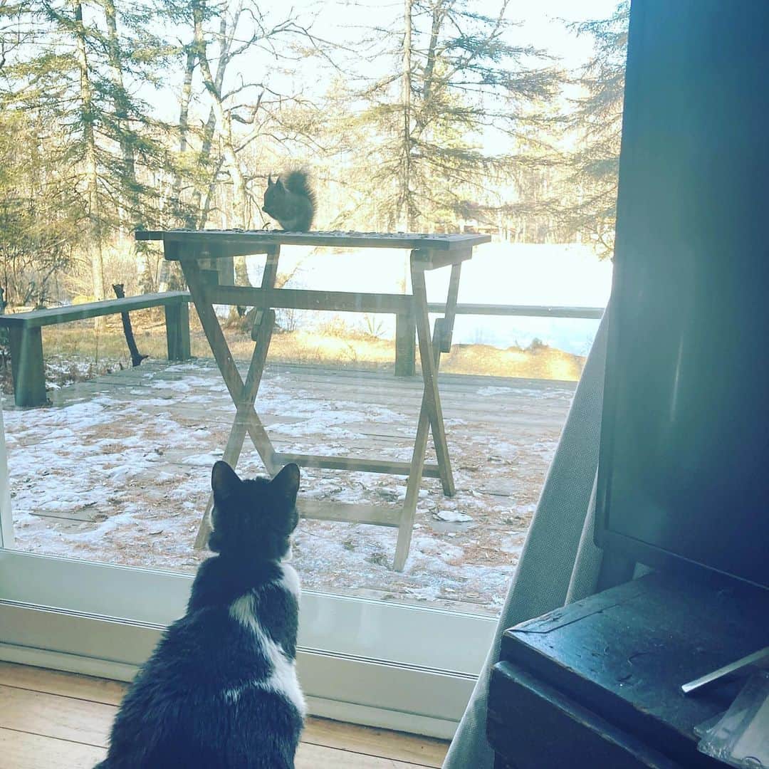 井上荒野のインスタグラム：「はじめてリスを見た猫。そして全然逃げないリス…。」