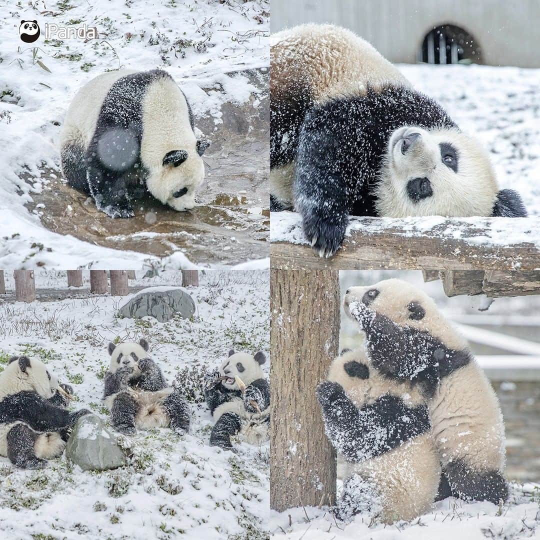 iPandaさんのインスタグラム写真 - (iPandaInstagram)「Santa tell me If there is any creature even cuter than panda Feeling Christmas all around And I'm trying to play it cool But it's hard to focus When I see them playing in the snow 🐼 🐼 🐼 #Panda #iPanda #Cute #PandaPic #Christmas #CCRCGP」12月27日 10時44分 - ipandachannel