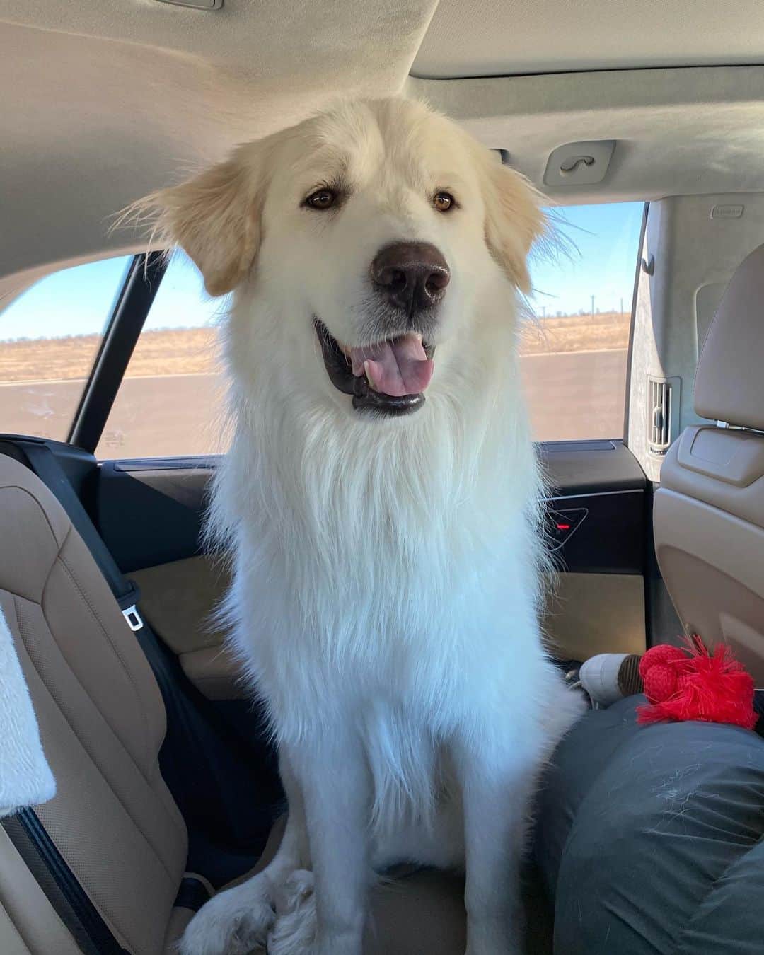 マシュー・ウルフのインスタグラム：「Rescued Zeus today! Newest member of the fam! #wolffpack」