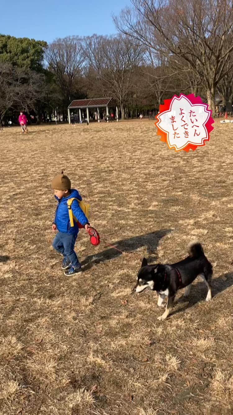 のインスタグラム：「🐾👣 2020年 だいぶ上手に散歩できるようになったよ ＊ #こたつとぼくちゃん #shibastagram #instashiba #shiba #shibainu #黒柴 #柴犬」