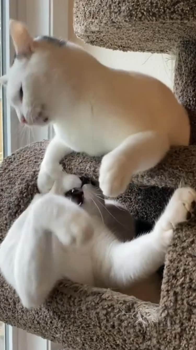 The Cats Of Instagramのインスタグラム：「#Repost • @poly_dumplings How we celebrate Boxing Day! 🥊」