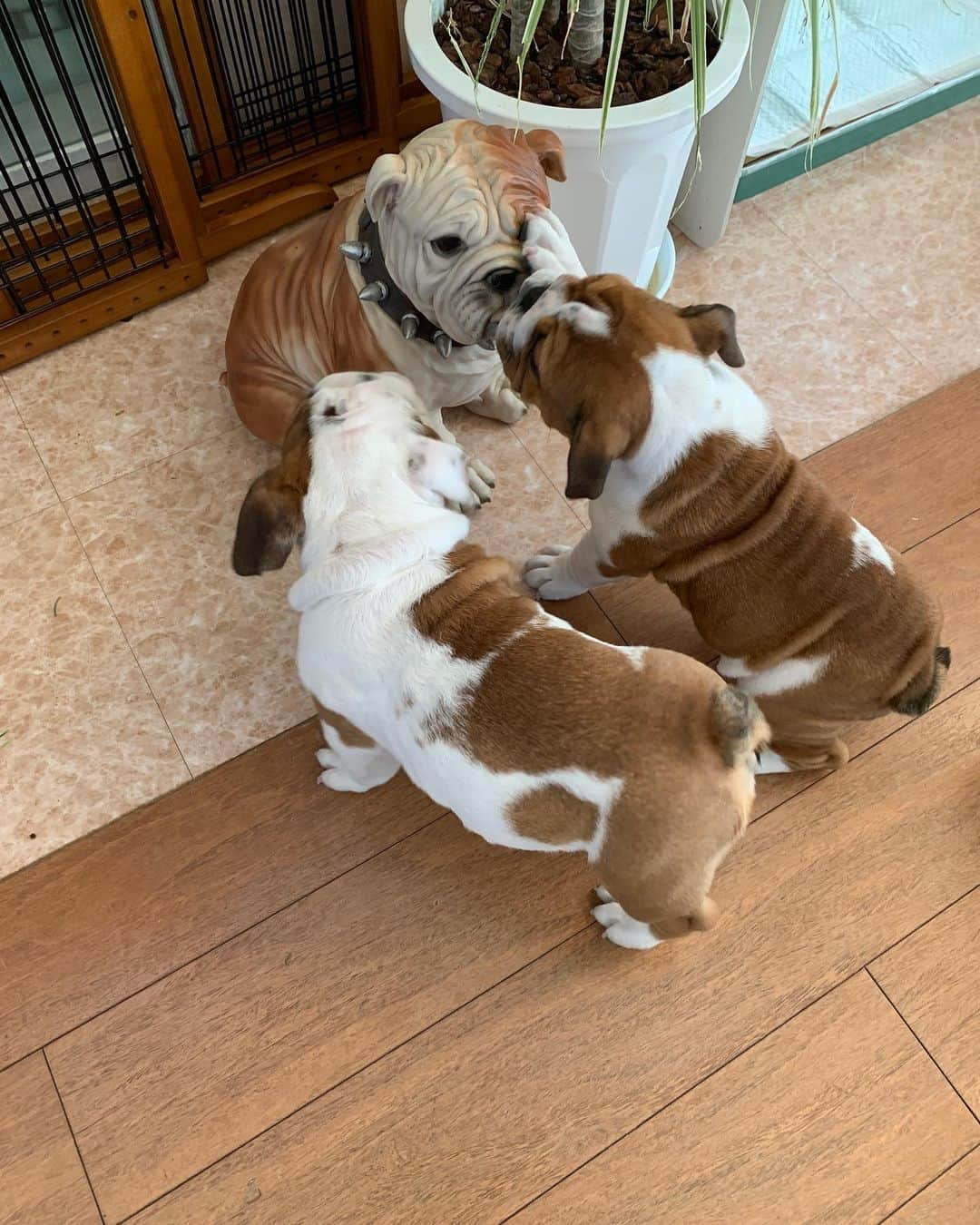 北斗晶さんのインスタグラム写真 - (北斗晶Instagram)「初めてのお友達🥰  #englishbulldog  #花梅田鈴  #仔犬  #愛犬  #でんでんとりんりん  #初めてのお友達  #貯金箱」12月27日 11時02分 - hokutoakira_official