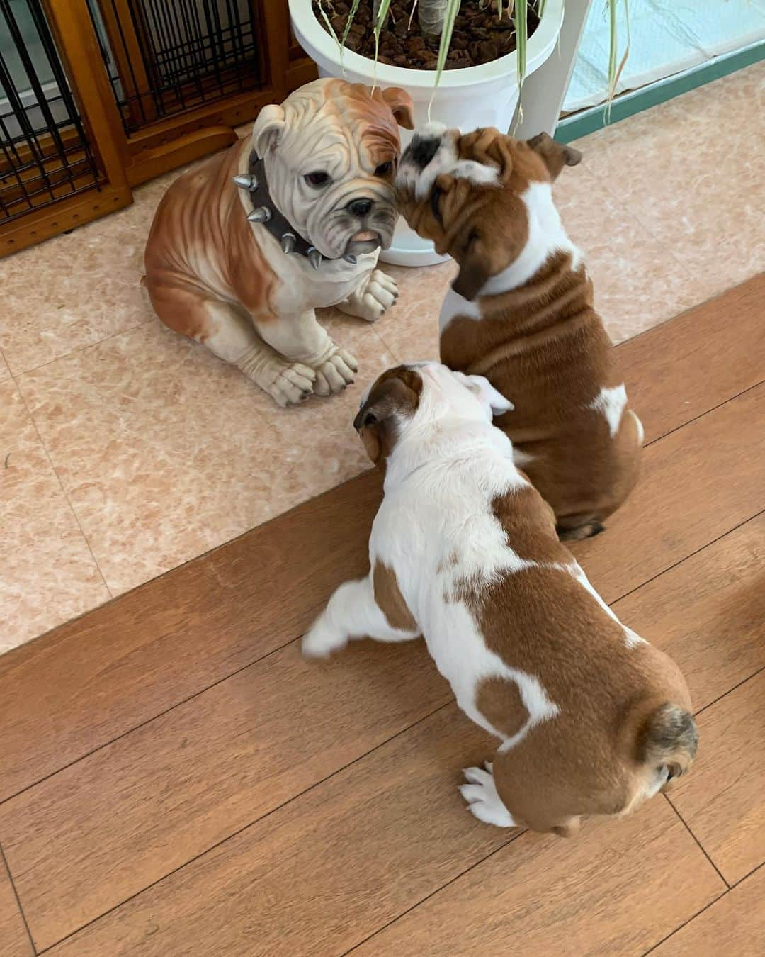 北斗晶さんのインスタグラム写真 - (北斗晶Instagram)「初めてのお友達🥰  #englishbulldog  #花梅田鈴  #仔犬  #愛犬  #でんでんとりんりん  #初めてのお友達  #貯金箱」12月27日 11時02分 - hokutoakira_official