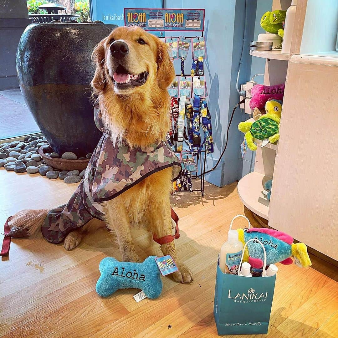 Lanikai Bath and Bodyさんのインスタグラム写真 - (Lanikai Bath and BodyInstagram)「Oh what fun! Our furry friend @humphreysaccaro stopped in today to get his Lanikai Poi Dog fix. Ready to pawty & wag into the New Year with his Aloha Dog Company collar & leash. 🐶  #dogshampoo #lab #dogbone #dogtreat #natural #allergyfree #puppy #love #lanikai #hawaii #natural #organic #mango #dogs #bathtime #spa #giveaway #free #win #contest #hawaiigiveaway #giveawaychristmas #sand #melekalikimaka #lanikaibathandbody」12月27日 11時19分 - lanikaibathandbody