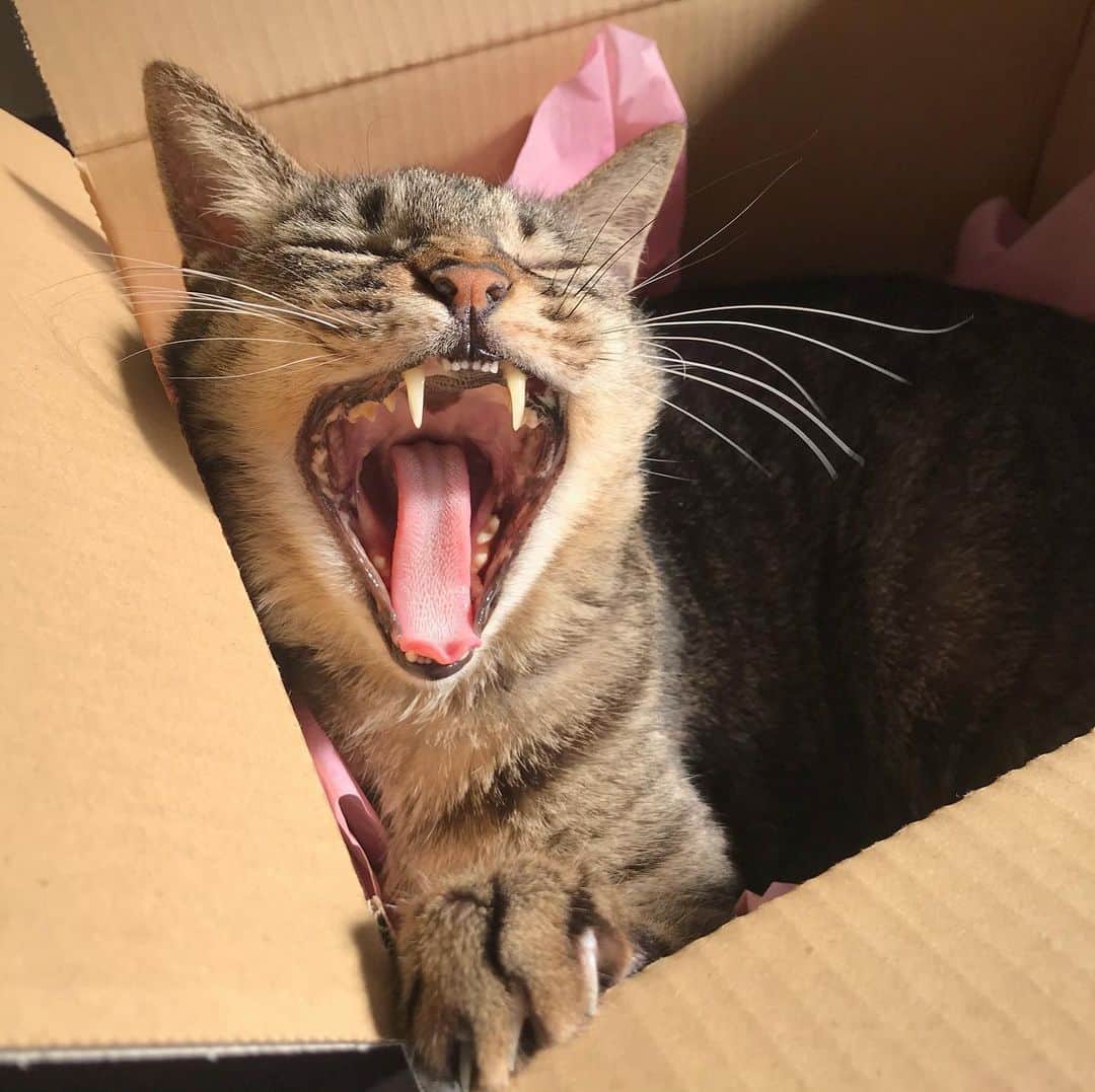 小嶋晶子のインスタグラム：「I can't stop yawning. 🐈💤🐾 #cat #cats #browntabby #catsofinstagram #catstagram #neko #nekostagram #ねこ #ねこ部 #ねこすたぐらむ #きじとら #きじとらねこ #きじとら女子 #きじとら部 #ネコ #ネコ部  #キジトラ #キジトラネコ #キジトラ部 #かぎしっぽ #かぎしっぽ猫部 #カギしっぽ #カギしっぽ猫 #お腹ハゲてる #足の裏もハゲてる」