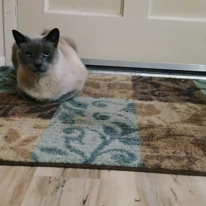 Garyのインスタグラム：「Loaf at first sight #frankenhank」