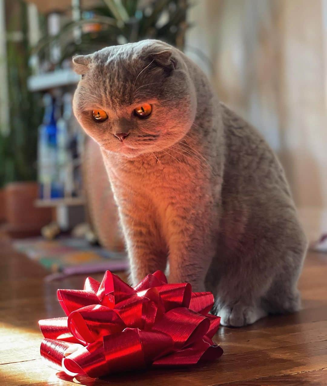 Millaのインスタグラム：「The stuff in the box was nice and all 🎁... but this bow 😻 this bow 🎀 is everything! #MillaTheCat #ChristmasAftermath 😺」