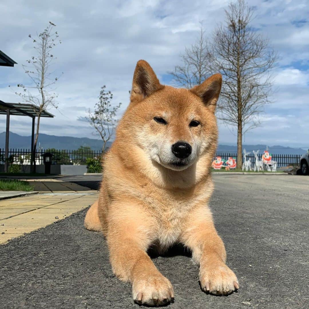 Coffeeのインスタグラム：「好天氣 就會好美☀️ #coffee_and_apple」