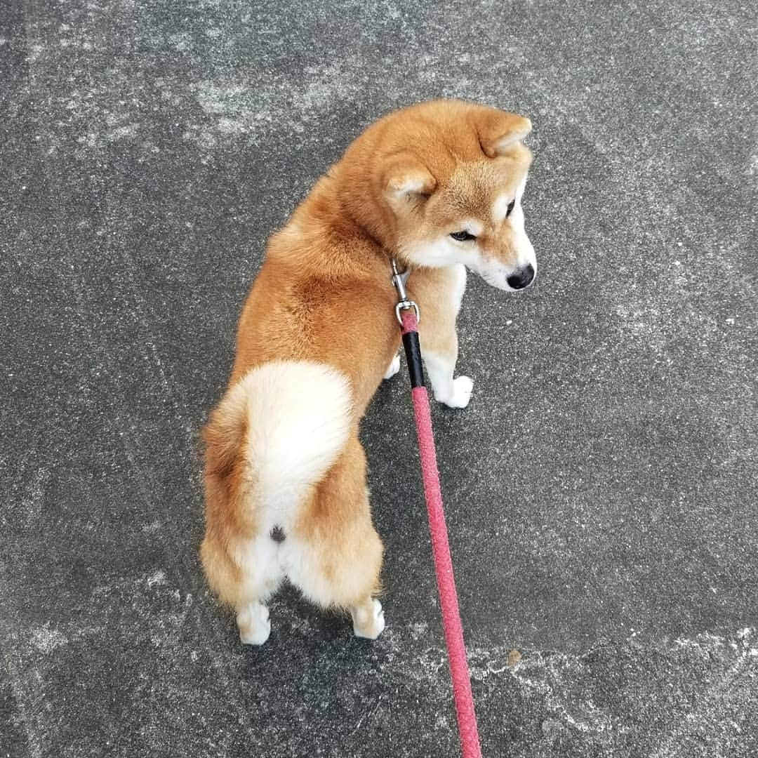 柴犬たま Shibainu Tamaのインスタグラム