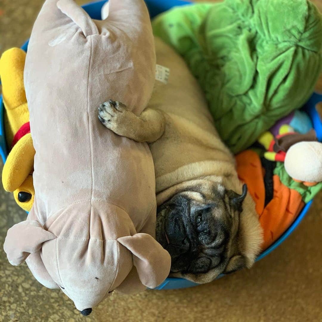 gontaのインスタグラム：「Nap time」