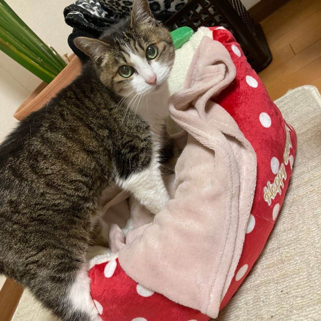 のインスタグラム：「可愛い、ハナ。⠀ おニューベッド！ ⠀ ⠀ #はな　#猫　#cat #家族　#family #fam #イチゴ　#bed #ベッド」