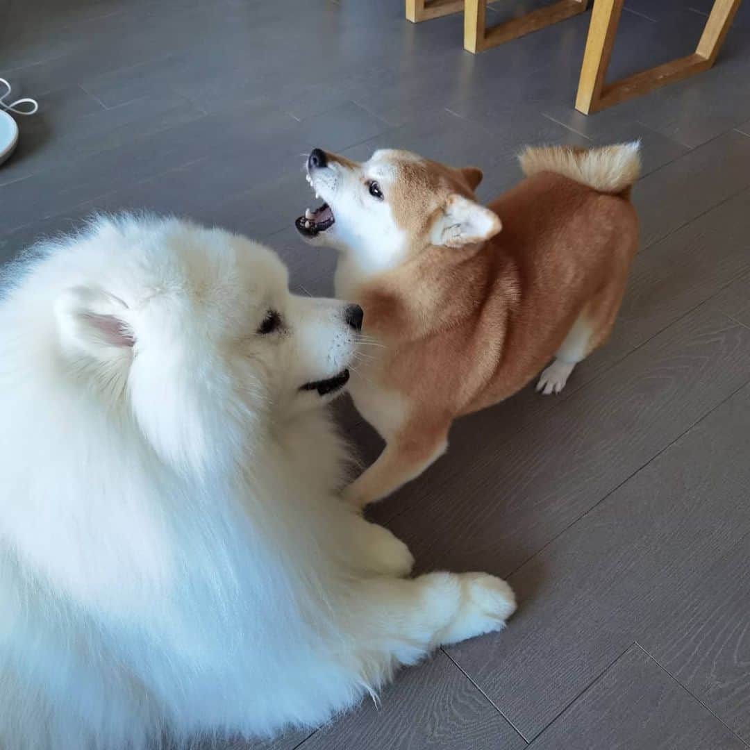 Alex Toのインスタグラム：「😂😂😂 #cute #dog #doglover #dogsofinstagram #dogoftheday #dogofthedayjp #dogstagram #fluffy #hkig #hongkong #ilovemydog #instadog #instagood #instamood #instagraphy #shibainu #samoyedoninstagram #pet #petlovers #petsofinstagram #petstagram #photooftheday #puppy #pupsofinstagram #samoyed #samoyedsofinstagram #webstagram #犬 #サモエド」