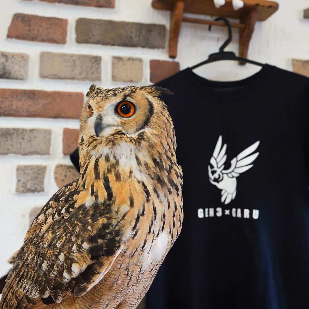 GEN3 Owlのインスタグラム：「期間限定で販売していたガルーのグッズは本日が最終日です。日付けが変わりますと購入できなくなりますのでご注意下さい。（ストーリーを上にスワイプしていただければ購入サイトに繋がります）  初めてのグッズということで色々大変なこともありましたが、「待ってた！」「買いました！」「届くのが楽しみ！」という声が聞こえてきてとても嬉しいです。  一足先にグッズを使っていますが、どれもいい感じに仕上がっているのできっと喜んでもらえると思います。  もし購入されたら教えて下さいね！  Today is the last day of Garu's goods that were on sale for a limited time. If the date changes, you will not be able to purchase. (Swipe up the story to connect to the goods page)   I'm very happy to hear your voices, "I've been waiting!", "I bought it!", And "I'm looking forward to it!"   I use the goods a little earlier than you, but I'm sure you will be pleased because all the goods are good. Please let me know if you buy it!  #owl #owlgaru #フクロウ」