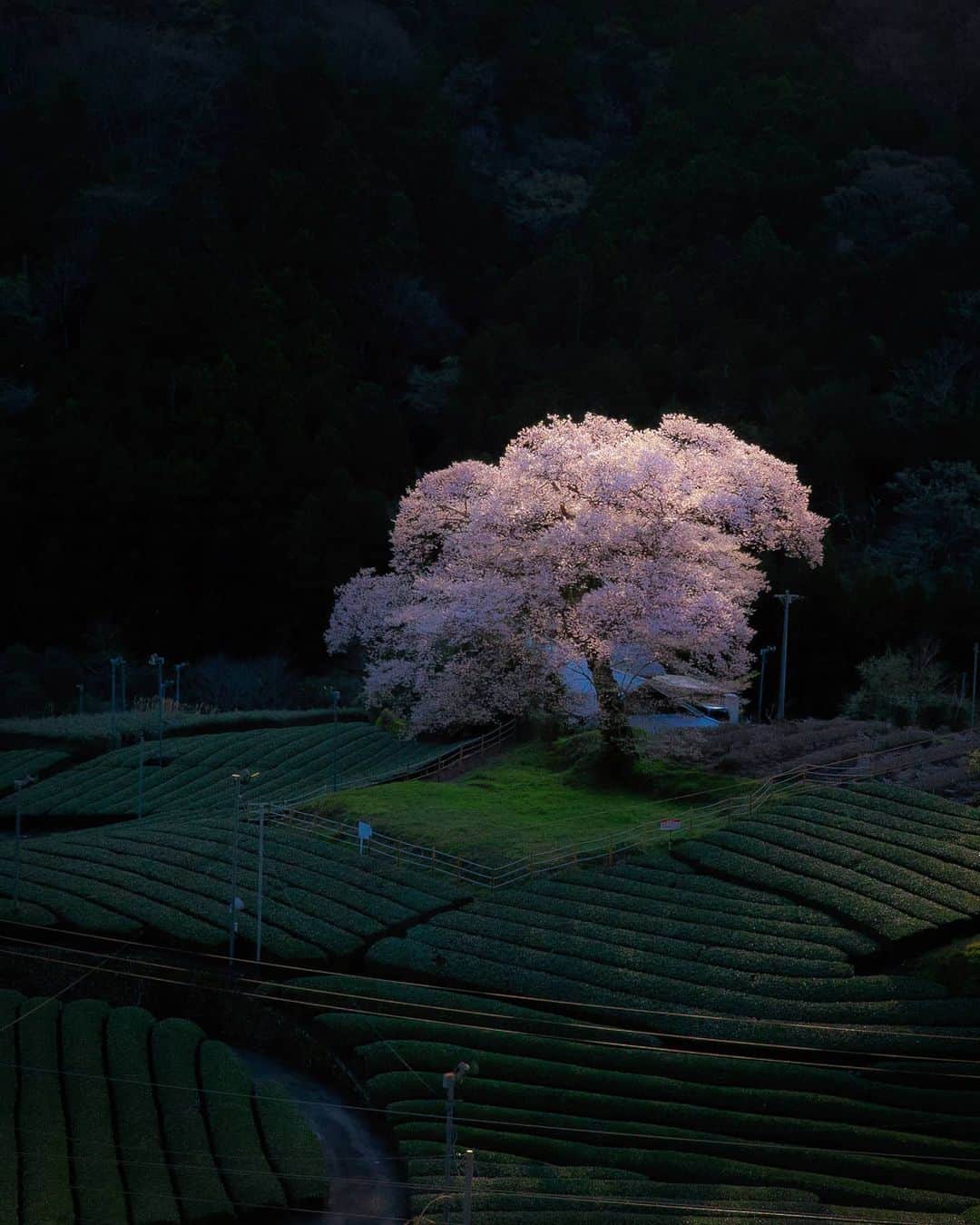 のインスタグラム：「4月 故郷静岡県の一本桜 Singular cherry tree 🌸 Shizuoka prefecture April 2020」
