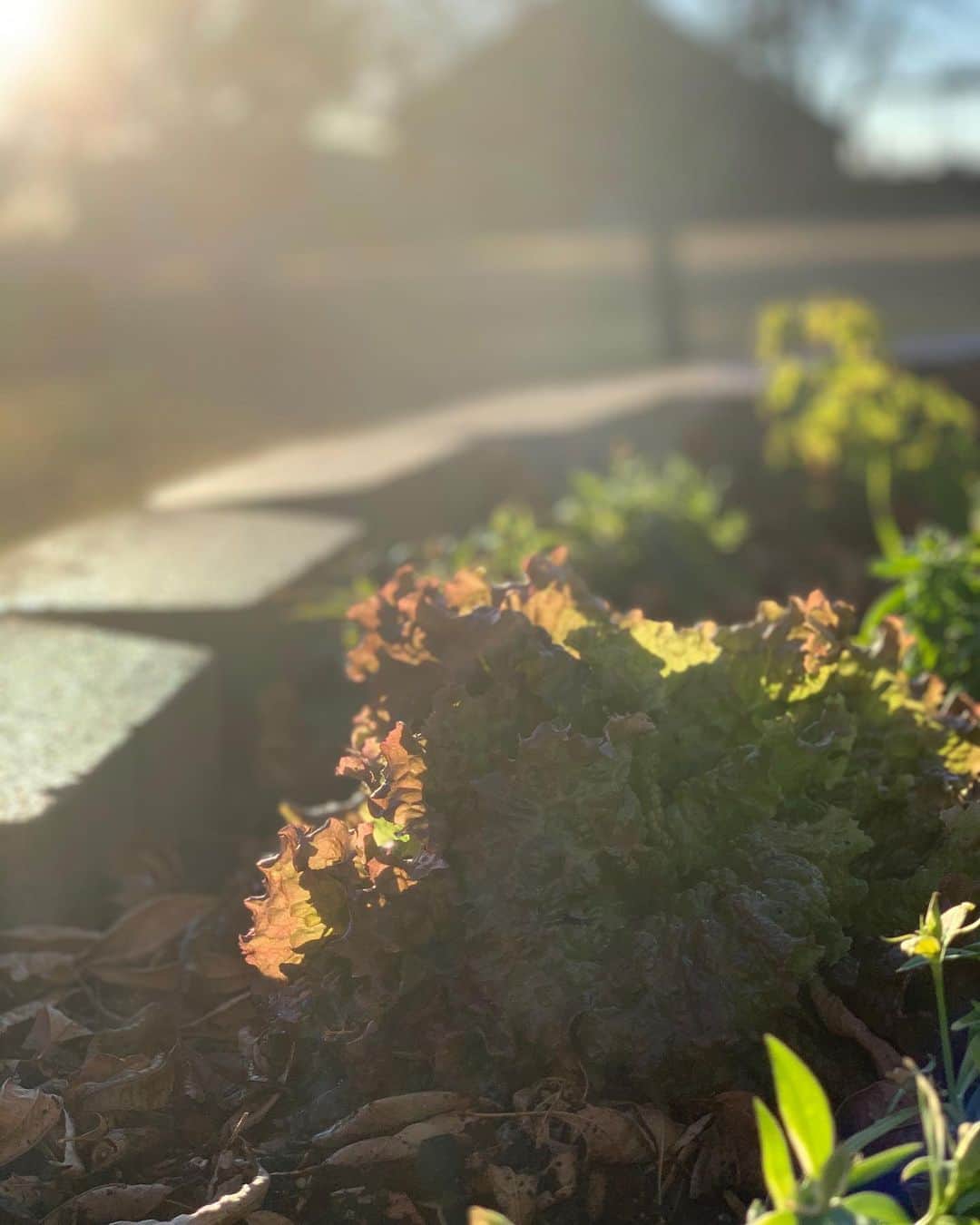 ホーランド・ロデンのインスタグラム：「Mom’s red lettuce 🙌🏻🙌🏻🙌🏻  Texas Farms ❤️  (only can grow it in the fall early winter here😩)  She was able to grow three heads- Three precious heads」
